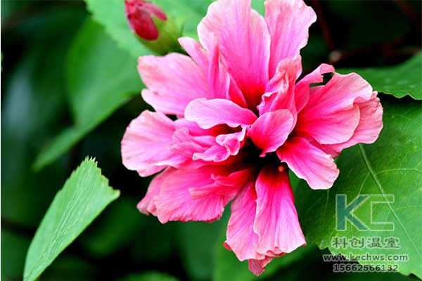 無土栽培，無土栽培技術(shù)，無土栽培設(shè)備