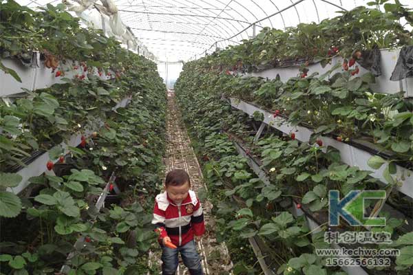 無土栽培，無土栽培技術(shù)