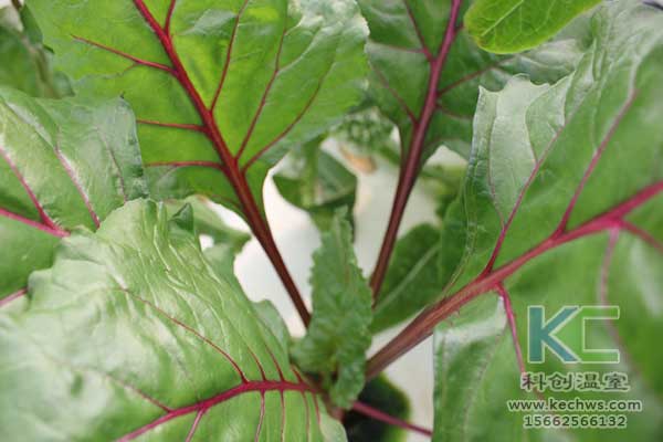 無土栽培，無土栽培技術