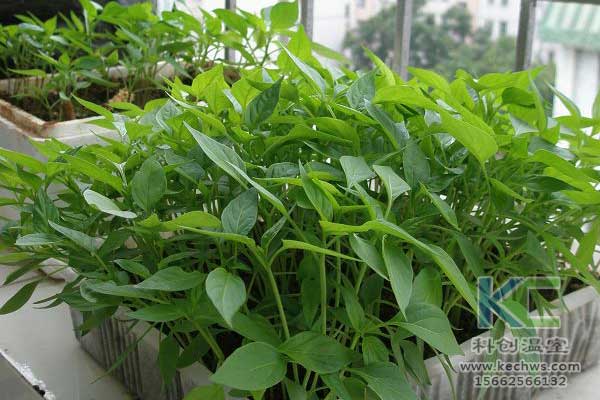 無土栽培，無土栽培技術(shù)，無土栽培設(shè)備