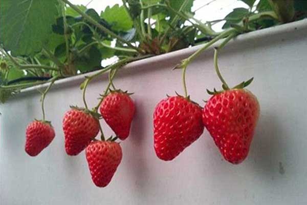 無土栽培，無土栽培技術