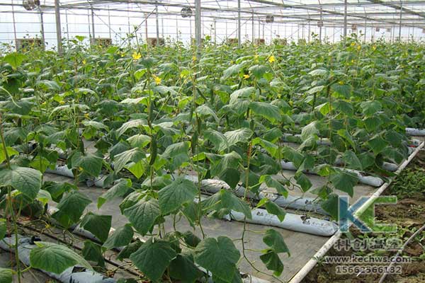無土栽培，無土栽培技術