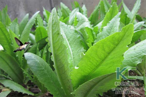 無土栽培，無土栽培技術