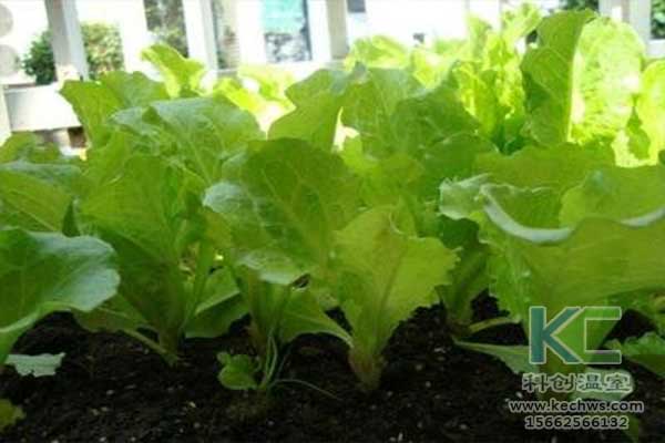 無土栽培，無土栽培技術，無土栽培設備