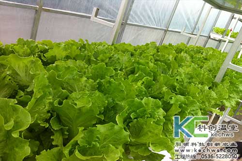 無土栽培，無土栽培技術(shù)，無土栽培設(shè)備