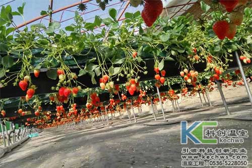 無(wú)土栽培，無(wú)土栽培技術(shù)，無(wú)土栽培設(shè)備