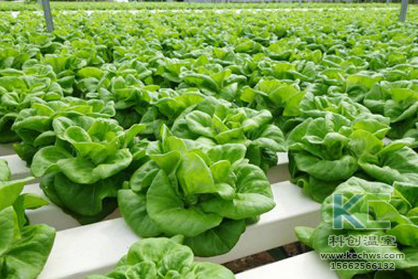 無土栽培，無土栽培技術，無土栽培設備