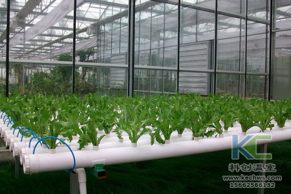 蔬菜無土栽培,無土栽培技術(shù),無土栽培設(shè)備,無土栽培