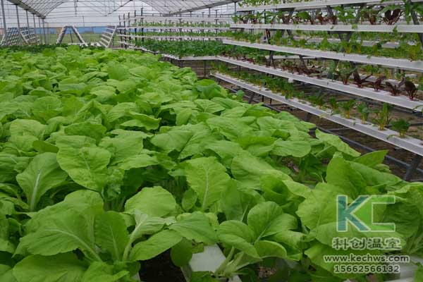無土栽培技術(shù)，無土栽培設(shè)備，魚菜共生，溫室大棚