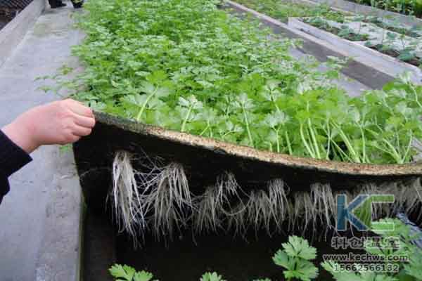 無土栽培技術，無土栽培設備，無土栽培，溫室大棚