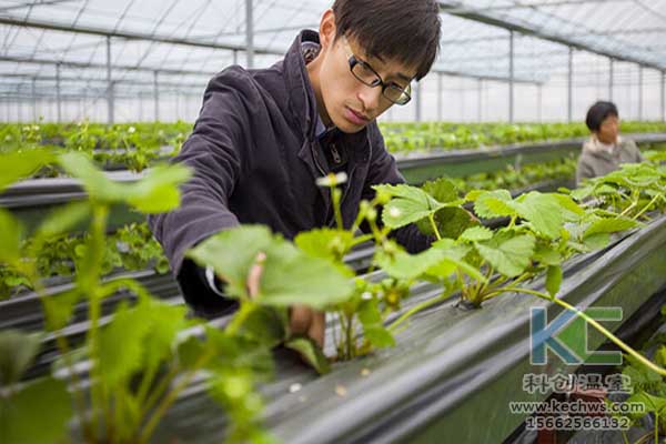 無土栽培技術(shù)，無土栽培設(shè)備，魚菜共生，溫室大棚