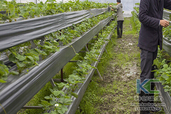 蔬菜無土栽培,無土栽培技術(shù),無土栽培設(shè)備,無土栽培