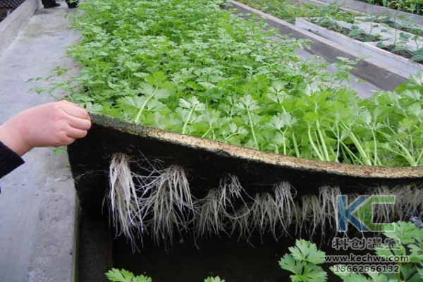 無土栽培技術，無土栽培設備，無土栽培，溫室大棚