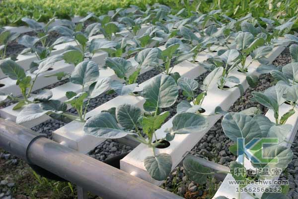 無土栽培技術(shù)，無土栽培設(shè)備，魚菜共生，溫室大棚