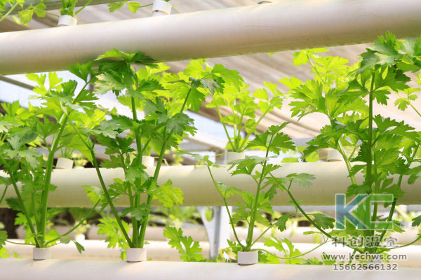 無(wú)土栽培技術(shù),無(wú)土栽培設(shè)備,無(wú)土栽培,溫室大棚