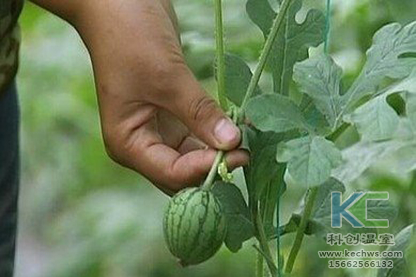 無土栽培技術(shù)，無土栽培設(shè)備，無土栽培，溫室大棚