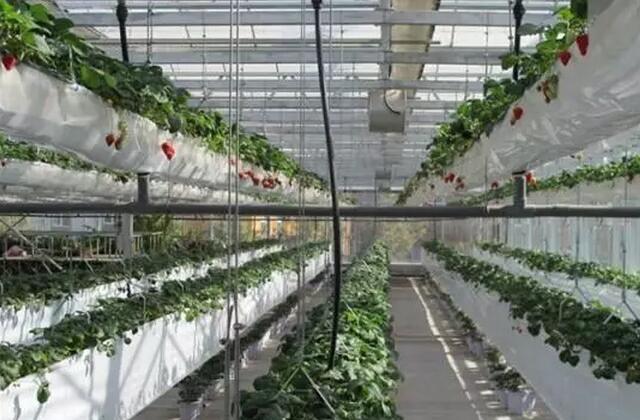 無土栽培，無土栽培技術(shù)，無土栽培設(shè)備