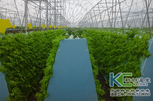 無(wú)土栽培，無(wú)土栽培技術(shù)，無(wú)土栽培設(shè)備