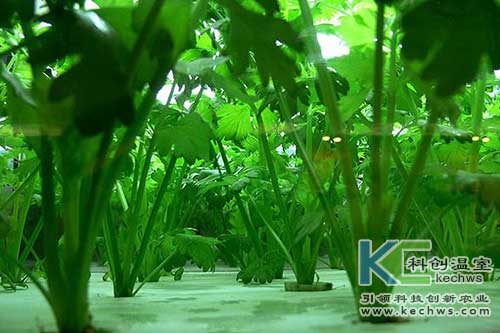 無土栽培，無土栽培技術(shù)，無土栽培設(shè)備