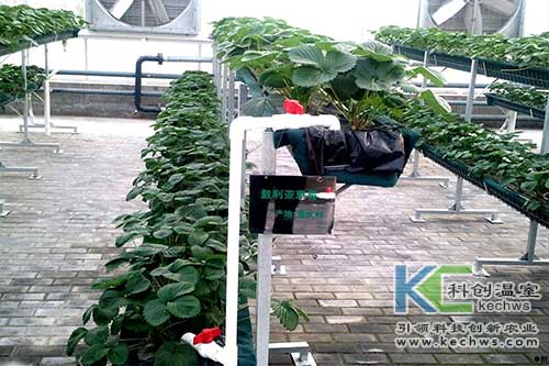 無土栽培，無土栽培技術，無土栽培設備