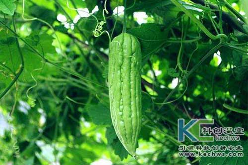 無土栽培，無土栽培技術，無土栽培設備