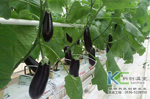 無土栽培，無土栽培技術，無土栽培設備