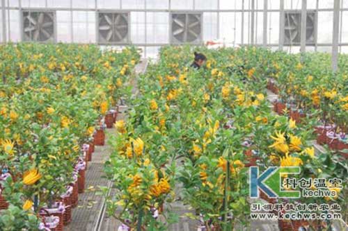 無土栽培，無土栽培技術，無土栽培設備