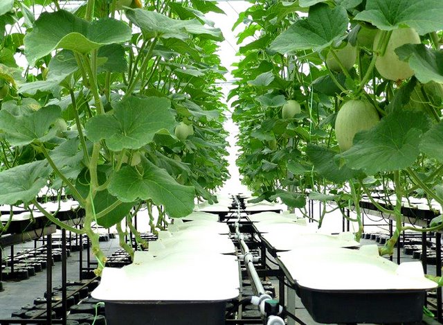 無土栽培，無土栽培技術，無土栽培設備