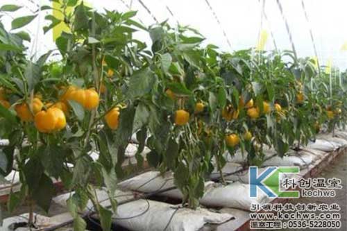 辣椒,基質(zhì)栽培,無(wú)土栽培