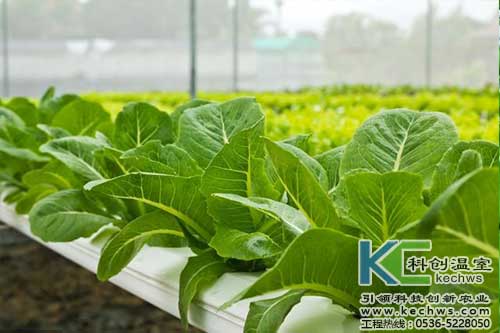 無土栽培，無土栽培技術，無土栽培設備