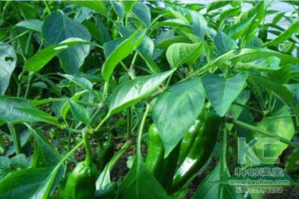 無土栽培，無土栽培技術(shù)，無土栽培設(shè)備