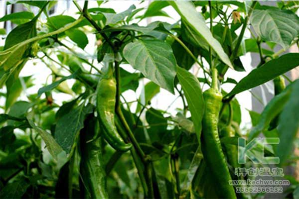 無土栽培，無土栽培技術(shù)，無土栽培設(shè)備