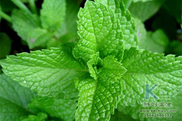 無土栽培，無土栽培技術(shù)，無土栽培設備