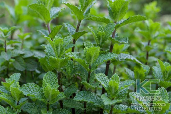 無土栽培，無土栽培技術(shù)，無土栽培設備