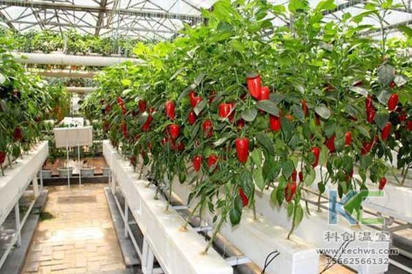 無土栽培，無土栽培技術，無土栽培設備