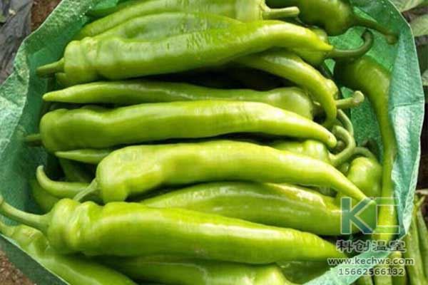 無土栽培，無土栽培技術，無土栽培設備