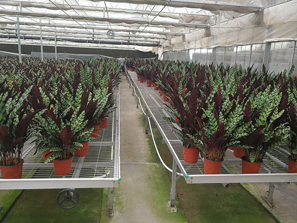 無土栽培，無土栽培技術，無土栽培設備