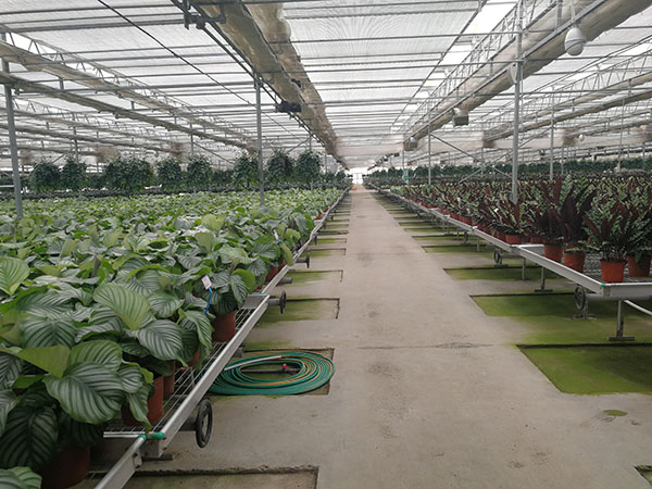 無土栽培，無土栽培技術，無土栽培設備