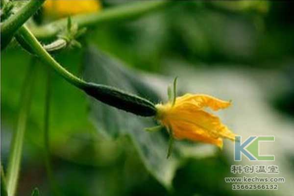 無土栽培，無土栽培技術，無土栽培設備