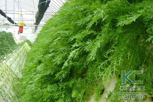 無土栽培，無土栽培技術，無土栽培設備