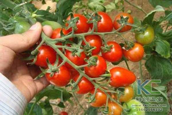 無土栽培，無土栽培技術，無土栽培設備