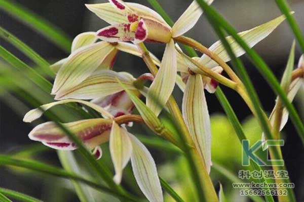 無土栽培，無土栽培技術(shù)，無土栽培設(shè)備