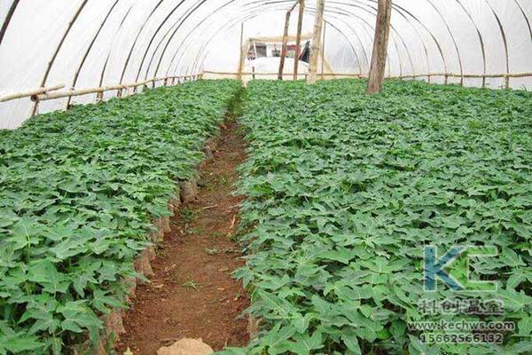 無土栽培，無土栽培技術(shù)，無土栽培設(shè)備