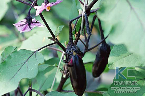 無土栽培，無土栽培技術(shù)，無土栽培設(shè)備