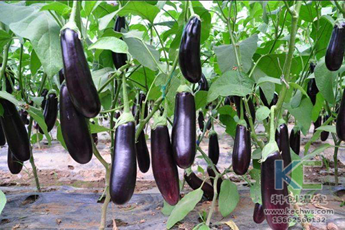 無土栽培，無土栽培技術(shù)，無土栽培設(shè)備