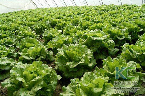 無土栽培，無土栽培技術，無土栽培設備