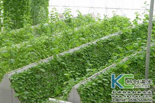 無土栽培，無土栽培技術(shù)，無土栽培設備