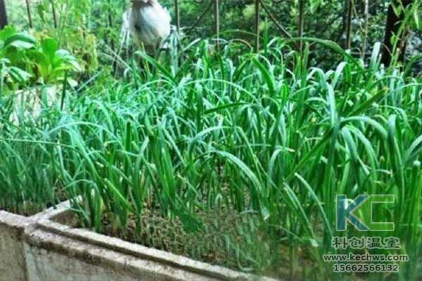 無土栽培，無土栽培技術，無土栽培設備