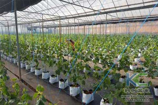 無土栽培，無土栽培技術