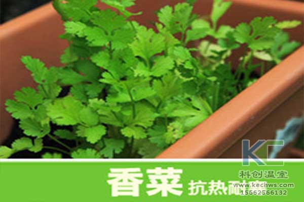 無土栽培，無土栽培技術，無土栽培設備